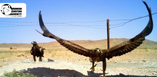 The camera trapping procedure in Miandasht wildlife refuge