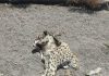 Discovery of an Asiatic cheetah carcass in the city of Miami