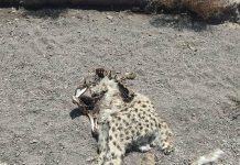 Discovery of an Asiatic cheetah carcass in the city of Miami