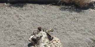 Discovery of an Asiatic cheetah carcass in the city of Miami
