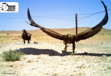 وضعیت نگران کننده پناهگاه حیات وحش میاندشت پس از پایش توسط دوربین های تله ای در سال ۱۳۹۸