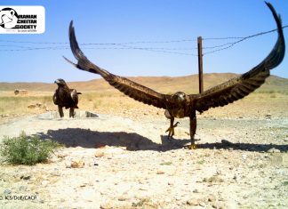 وضعیت نگران کننده پناهگاه حیات وحش میاندشت پس از پایش توسط دوربین های تله ای در سال ۱۳۹۸