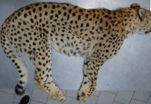 تصادفات جادهای همچنان بلای جان یوزپلنگان