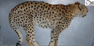 تصادفات جادهای همچنان بلای جان یوزپلنگان