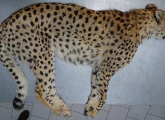 تصادفات جادهای همچنان بلای جان یوزپلنگان