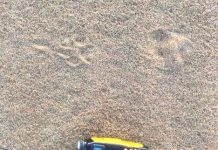 ثبتِ ردپای یوزپلنگ در کویر ریگستان (ریگ غدیر) cheetah footprint