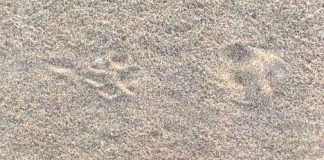 ثبتِ ردپای یوزپلنگ در کویر ریگستان (ریگ غدیر) cheetah footprint