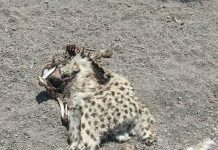 کشف یک لاشه یوزپلنگ آسیایی در محدوده شهرستان میامی