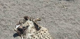 کشف یک لاشه یوزپلنگ آسیایی در محدوده شهرستان میامی