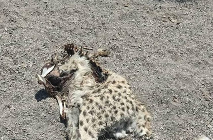 کشف یک لاشه یوزپلنگ آسیایی در محدوده شهرستان میامی